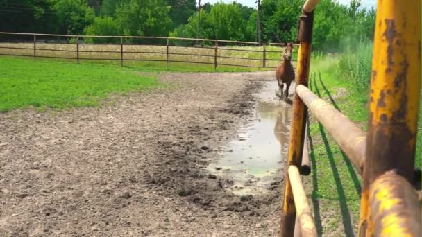 Piękne młode brązowy koń biegnie przez kałużę wzdłuż żelazo płot corral, przestaje i patrzy — Wideo stockowe