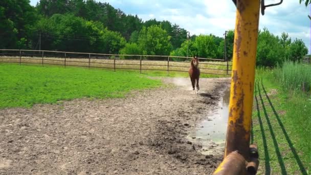 Caballo marrón joven corre en el paddock — Vídeos de Stock