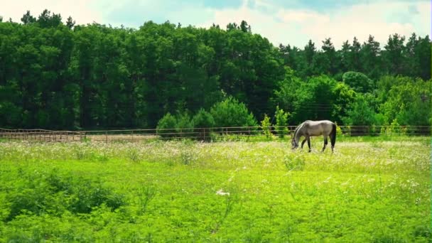 Grown Horse Ashen Color Grazes Green Grass Forest Horse Pasture — Stock Video