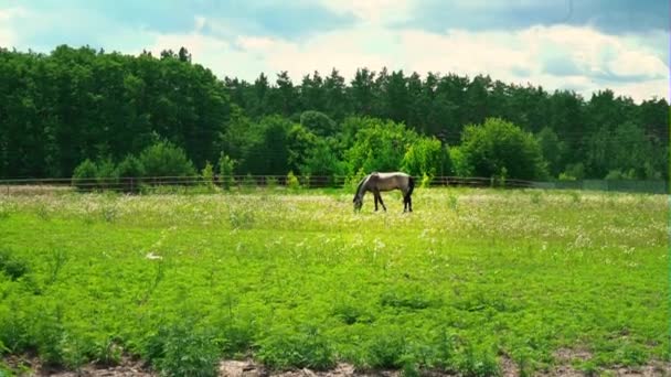 Ένα ενήλικο άλογο σταχτί χρώμα βόσκει για την πράσινη χλόη κοντά στο δάσος. Άλογο στο Λιβάδι και ηλιόλουστη ημέρα — Αρχείο Βίντεο