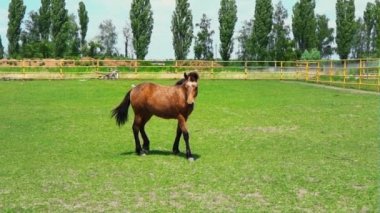 Kahverengi güzel at çıkartıyor ve açık padok çalışır. At öfkesini gösterir