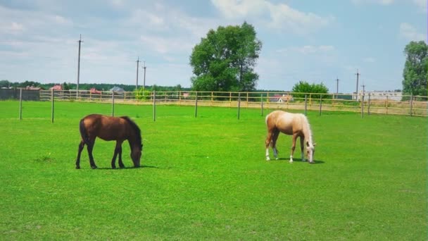 Две лошади пасутся на зеленой траве в загоне. Лошади на пастбище в солнечный день — стоковое видео