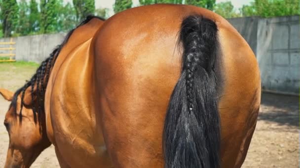 Das braune Pferd wedelt mit dem Schwanz, der Blick auf den Pferdeesel — Stockvideo