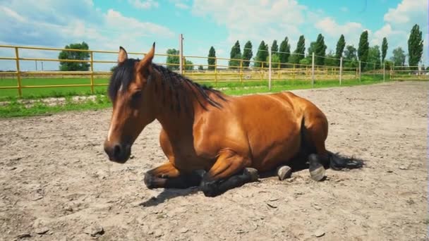 Um jovem cavalo castanho está deitado de costas. Ginástica de cavalos para as costas — Vídeo de Stock
