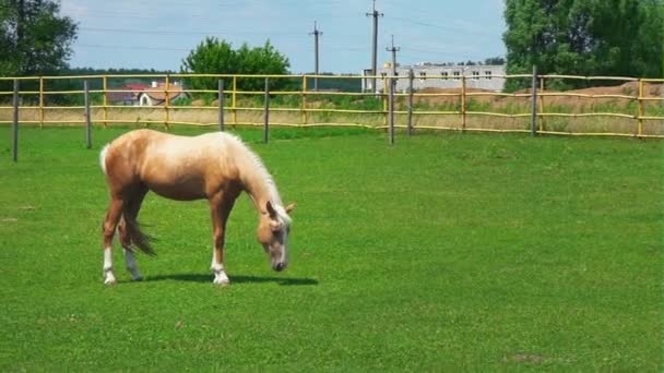 Barnás-hamuszürke ló horzsolások, a zöld fű a Paddock-ba. A napfényes nap a legelőn ló — Stock videók