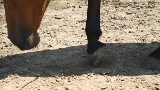 Das Pferd gräbt auf Kommando des Kutschers mit dem vorderen Huf den trockenen Boden — Stockvideo