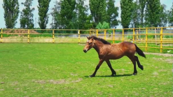 A brown stallion galloping across the green grass in the farm paddock — Stock Video