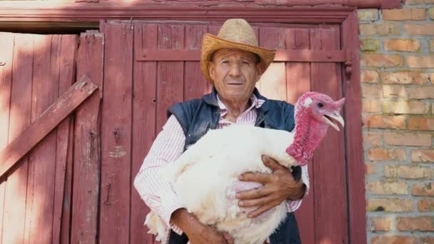 Ένας ηλικιωμένος αγρότης σε ένα ψάθινο καπέλο κρατά μια ζωντανή λευκή γαλοπούλα. Πορτραίτο ενός άνδρα με μια λευκή γαλοπούλα στο φόντο του αγροκτήματος — Αρχείο Βίντεο