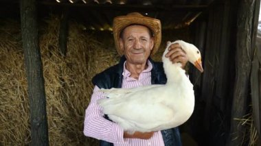 Hasır şapkalı yaşlı bir çiftçi bir canlı beyaz kaz tutuyor. Saman arka plan üzerinde beyaz bir kaz bir adam portresi.