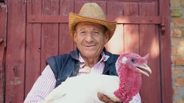 An elderly farmer in a straw hat is holding a live white turkey. Portrait of a man with a white turkey on the background of the farm — Stock Video