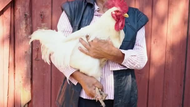 Un anziano contadino con un cappello di paglia tiene in mano un gallo bianco vivo. Ritratto di un uomo con un gallo bianco sullo sfondo della fattoria — Video Stock