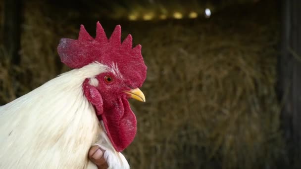 Polla blanca adulta con un peine rojo cerca de la granja. Un gallo está en manos de un granjero — Vídeos de Stock
