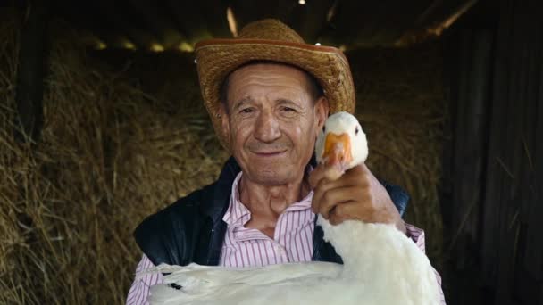 Az idős gazda szalma kalap tartja egy élő fehér lúd. Portréja egy férfi egy fehér liba, a széna háttér. — Stock videók