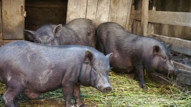 Чёрные вьетнамские свиньи в клетке на ферме — стоковое видео