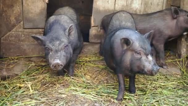 Černý vietnamských prasat v kleci na farmě. Pig rodina