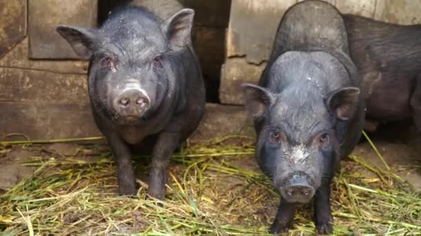 Zwarte Vietnamese varkens in een kooi op een boerderij — Stockvideo