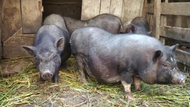 Svart vietnamesiska svin i en bur på en gård — Stockvideo