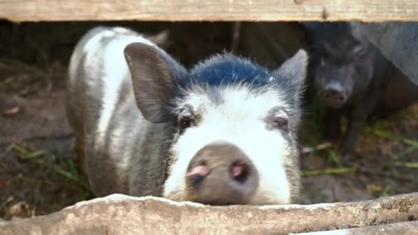 Porcs noirs vietnamiens dans une cage dans une ferme 