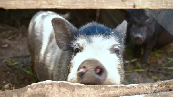 Porcs noirs vietnamiens dans une cage dans une ferme — Video