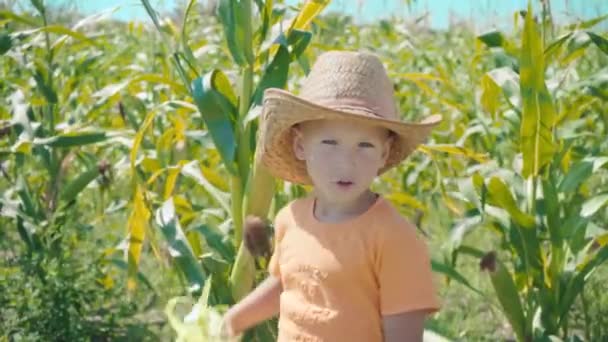 麦わら帽子の少年がトウモロコシ畑で遊んで、子供は保持しているトウモロコシの穂軸、カウボーイとして自らを提示 — ストック動画