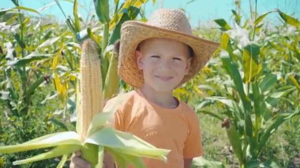 Портрет мальчика в соломенной шляпе и оранжевой футболке на кукурузном поле, ребенка с кукурузой в руке — стоковое видео