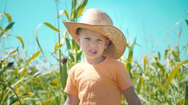 En pojke i en stråhatt spelar i ett majsfält, barnet håller majs majskolvar och presenterar sig som en cowboy — Stockvideo