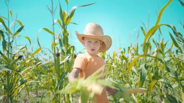 Мальчик в соломенной шляпе играет на кукурузном поле, ребенок держит кукурузные початки и представляет себя ковбоем — стоковое видео