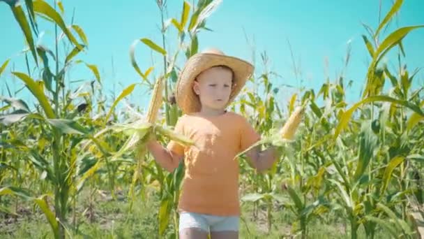 Мальчик в соломенной шляпе играет на кукурузном поле, ребенок держит кукурузные початки и представляет себя ковбоем — стоковое видео