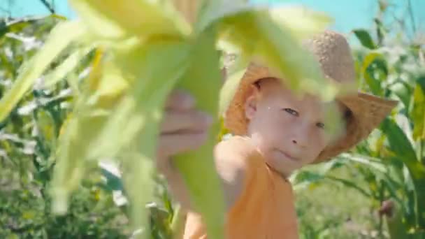 Un ragazzo con un cappello di paglia sta giocando in un campo di grano, il bambino tiene in mano pannocchie di mais e si presenta come un cowboy — Video Stock