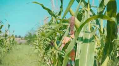 Sarışın bir çocuk T-shirt bir tarlasında oynarken bir turuncu bir çocuk mısır saplarını saklambaç oynayan saklandığı