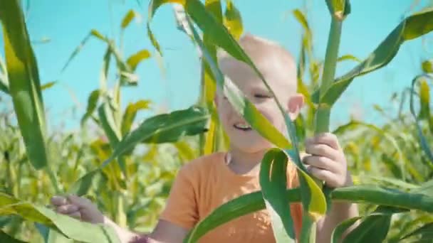 Een blonde jongen in een oranje die t-shirt in een cornfield speelt, een kind is verstopt achter maïsstengels — Stockvideo