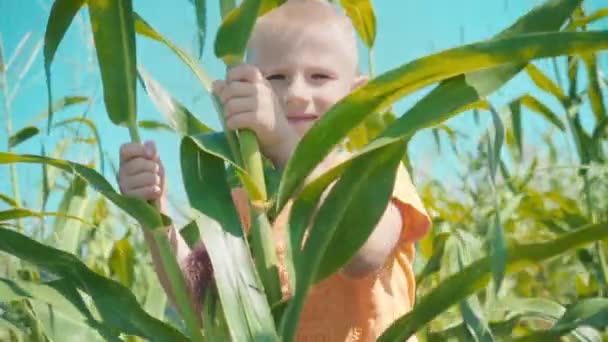 Un garçon blond dans un T-shirt orange joue dans un champ de maïs, un enfant se cache derrière des tiges de maïs — Video