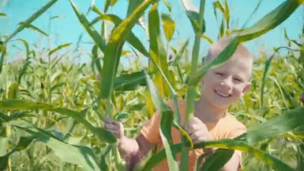 Een blonde jongen in een oranje die t-shirt in een cornfield speelt, een kind is verstopt achter maïsstengels — Stockvideo