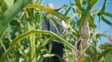 Mısır tarlasında çiftçi mısırı yırtıyor. Hasır şapkalı yaşlı bir adam mısır tarlasında yürüyor ve gelecekteki ekinleri kontrol ediyor.