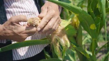 Mısır tarlasında çiftçi mısırı yırtıyor. Hasır şapkalı yaşlı bir adam mısır tarlasında yürüyor ve gelecekteki ekinleri kontrol ediyor.