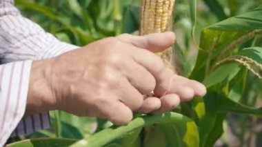 Mısır tarlasında çiftçi mısırı yırtıyor. Hasır şapkalı yaşlı bir adam mısır tarlasında yürüyor ve gelecekteki ekinleri kontrol ediyor.