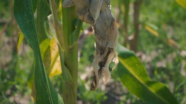 Maladie des feuilles de maïs, zone endommagée sur la tige de maïs vert — Video