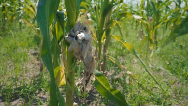 Sjukdom i majs blad, skadat område på majs stjälken — Stockvideo
