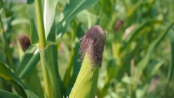 Corn on a green stalk in a corn field. Corn in green foliage is still not ripped off the stalk — Stock Video