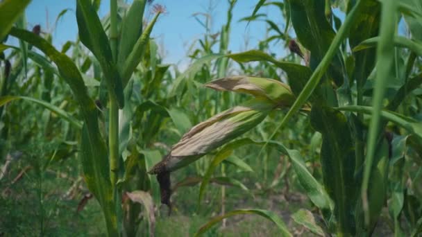 Ziekte van maïs verlaat, beschadigd gebied op de Groene maïs stengel — Stockvideo