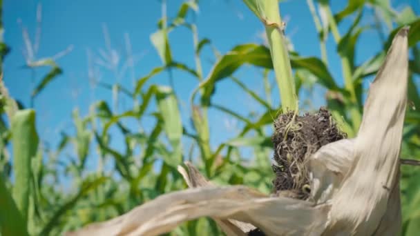 Krankheit der Maisblätter, beschädigter Bereich am grünen Maisstiel — Stockvideo