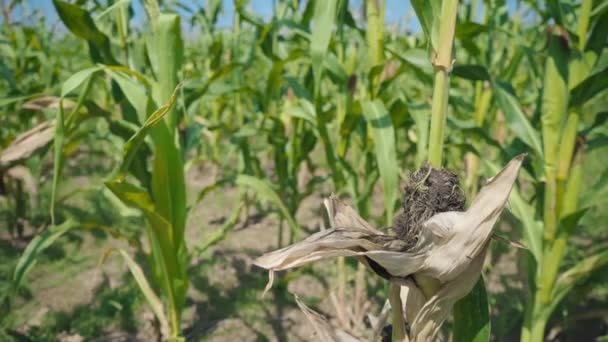 Maissin lehtien tauti, vaurioitunut alue vihreässä maissin varressa — kuvapankkivideo