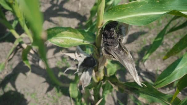 Krankheit der Maisblätter, beschädigter Bereich am grünen Maisstiel — Stockvideo