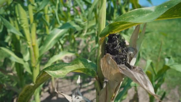 Enfermedad de las hojas de maíz, área dañada en el tallo de maíz verde — Vídeos de Stock