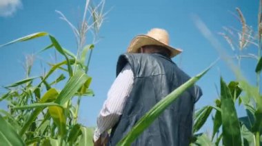Mısır tarlasında çiftçi mısırı yırtıyor. Hasır şapkalı yaşlı bir adam mısır tarlasında yürüyor ve gelecekteki ekinleri kontrol ediyor.