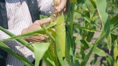 Mısır tarlasında çiftçi mısırı yırtıyor. Hasır şapkalı yaşlı bir adam mısır tarlasında yürüyor ve gelecekteki ekinleri kontrol ediyor.