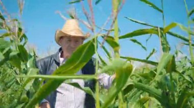 Mısır tarlasında çiftçi mısırı yırtıyor. Hasır şapkalı yaşlı bir adam mısır tarlasında yürüyor ve gelecekteki ekinleri kontrol ediyor.