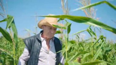Mısır tarlasında çiftçi mısırı yırtıyor. Hasır şapkalı yaşlı bir adam mısır tarlasında yürüyor ve gelecekteki ekinleri kontrol ediyor.