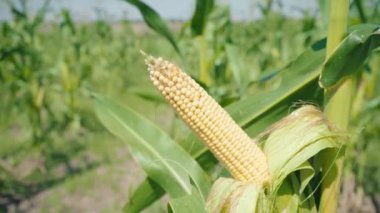 Mısır Mısır alanında yeşil bir sap üzerinde. Sarı Mısır Mısır koçanı henüz sapı sökük olmuştur değil