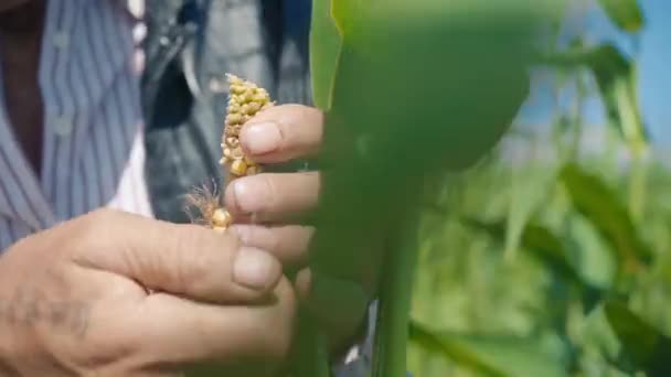 Granjero en campo de maíz rasga maíz. Un anciano con sombrero de paja camina por un maizal y comprueba la futura cosecha — Vídeo de stock